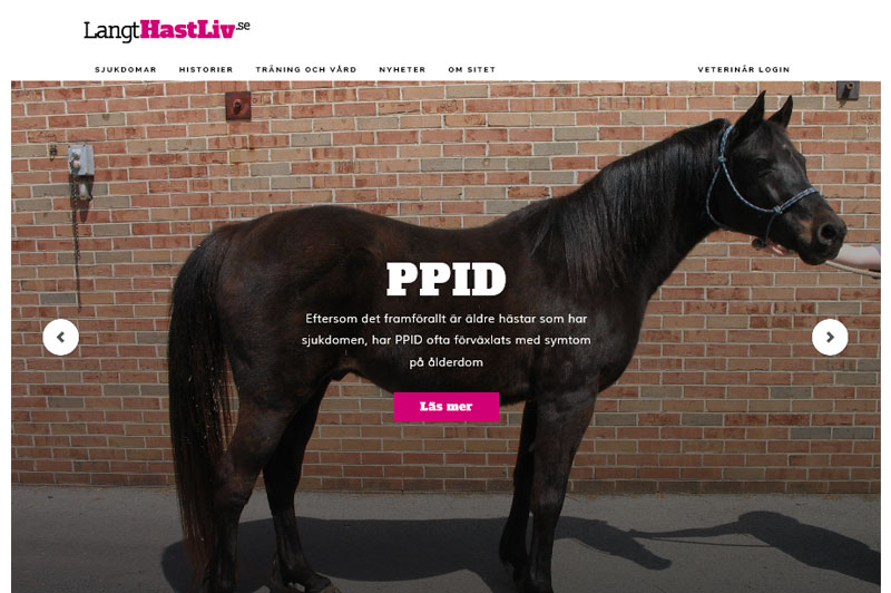 Med den nya webbplatsen Långt Hästliv vill Boehringer Ingelheim Vetmedica hjälpa äldre hästar.
